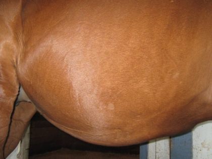 Le ventre de Mascarade ! Elle va pouliner bientot =)