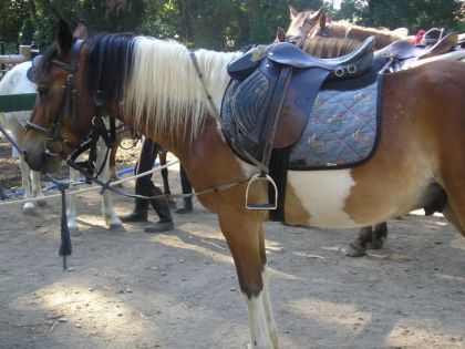 c'est le double poney que je devais monter il s'appelle indien !