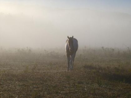 Petit matin brumeux!