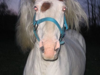 Au galop devant moi :P 
