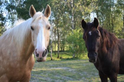 Mes amours !  Aicha & Dakota