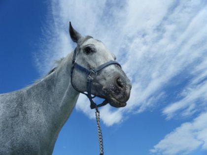 PONEY . dans le nuage (:
