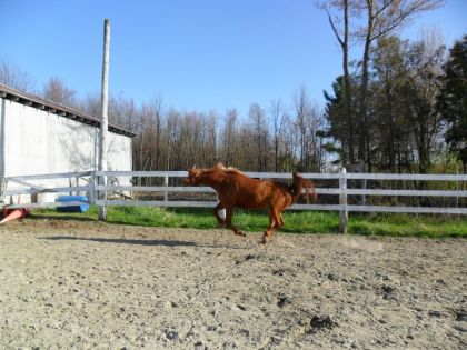 Fou fouf fou mon cheval aujourd'hui! :)