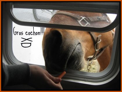 tout ptit le cochon qui veut des carotte quand on n'est dans le...