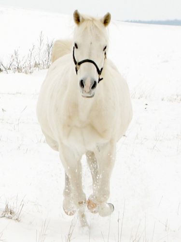 Sheitan dans la neige...