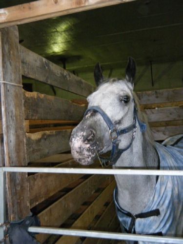 Poney est trop petite xd 