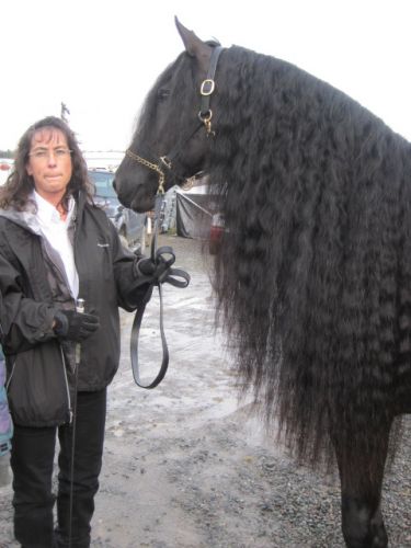 Milady, représentante de la race Canadienne au Salon du cheval...