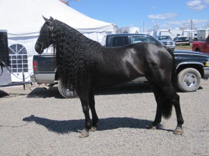 Milady, représentante de la race Canadienne au Salon du cheval...