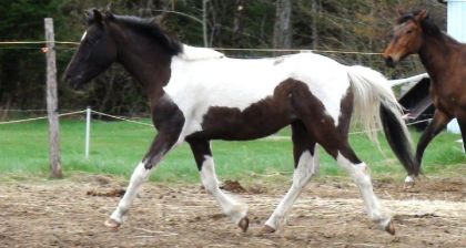 future petite ponette de concours :)