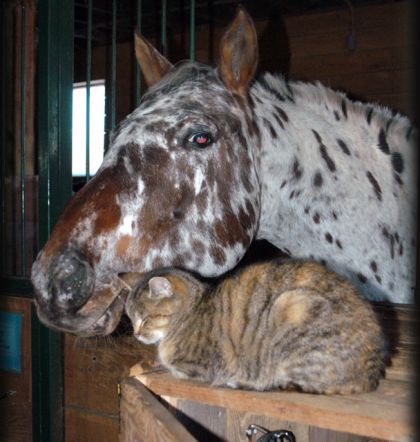 Sassy et le chat
