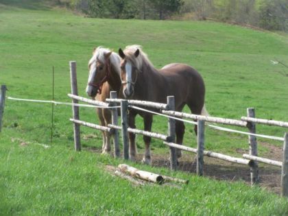 photo par MagicJJ Pomme et canelle au champ