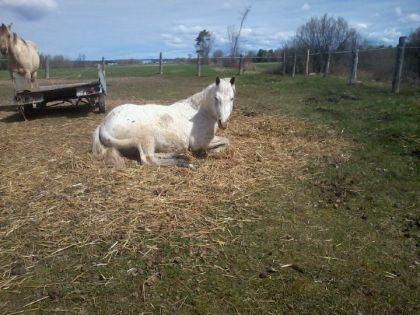 Hercule