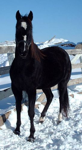 Sealcrest velvelt, alias Vevet =p