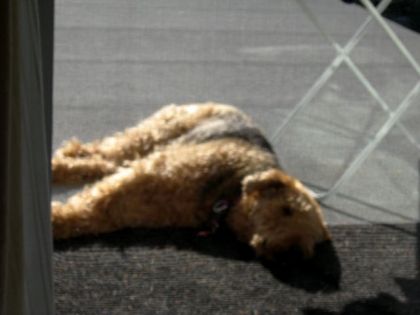 ma chienne lily