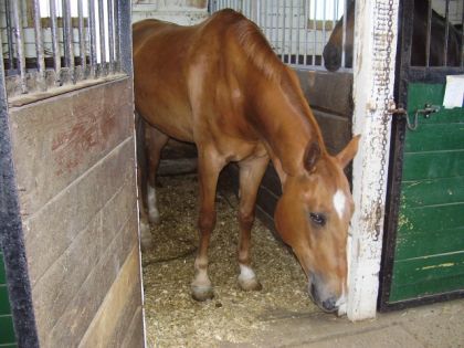 Sand a son arrivée, en 2006. Il était tout maigre !