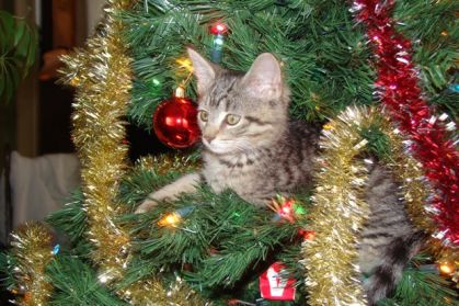 mais où est encore passé la chatte?