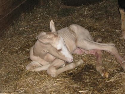 Mon poulain tout frais &agrave; la naissance! Le 11 avril 2011! Ceci...
