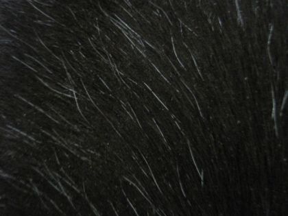 Poil de mon gros, beaucuop de blanc en plus du noir!