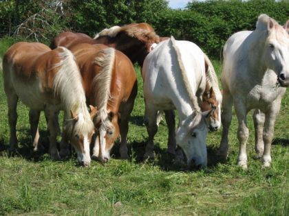 J'adore les gros chevaux... et je suis nostalgique en regardant...