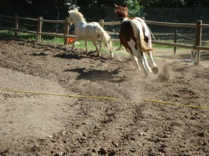 c'est appache et nevada pour un galop magique !
