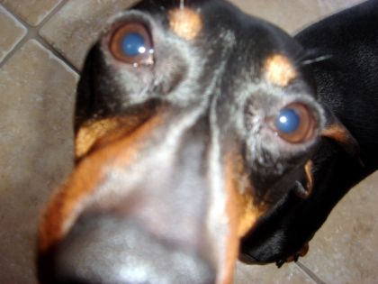 Mon teckel Snoop