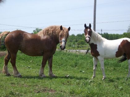 mimi et chicco , nouveaux couple:) , quand je sort chicco de...