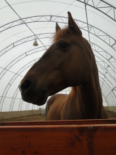 Mon cheval <3