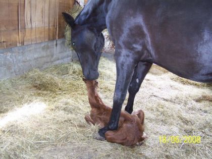 Ma pouliche quelque temps apres sa naissance :)