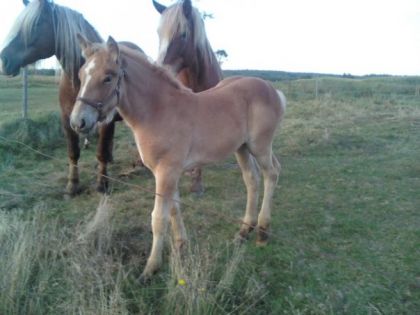 West cette automne avec Jack et Mignone en arrière