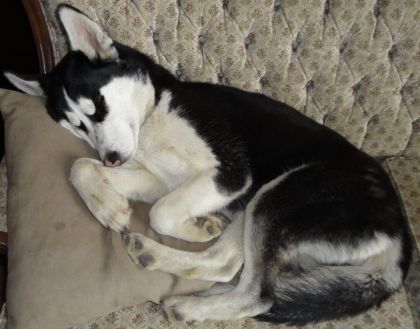 ma petite NAYA husky aux yeux bleus