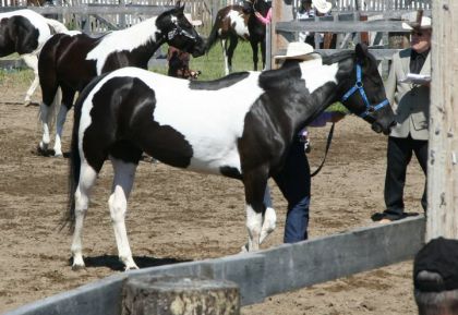 Concours de conformation au Licoul lorsque Barby avait 5 ans