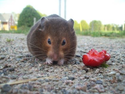 Mon hamster qui mange une roche au lieu d'une fraise XD Photo...