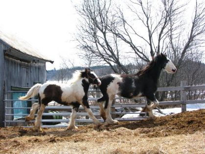 Amanda, Clydesdale et son poulain Sunrise, Drumhorse ( Chevaux...