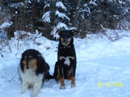 Mon chien (celui assis) (doberman X colley) avec son père...