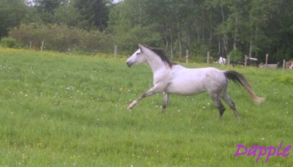 Dapple qui est est heureuse d'etre dans le champs !