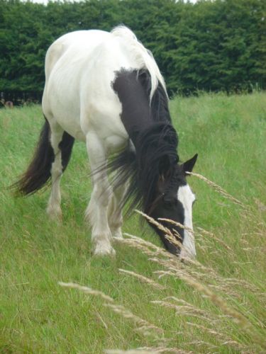 Anna , Jument Irish Cob d'une amie <3 Magnifique
