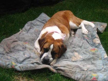 Ma Roxy, qui me manque énormément. Pas un jour passe sans que je...
