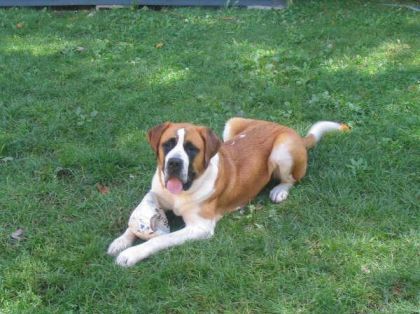 Ma Roxy! Tu me manques! T'aimais donc ça de jouer au soccer! Je...