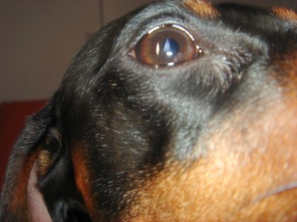 Quelle beau yeux