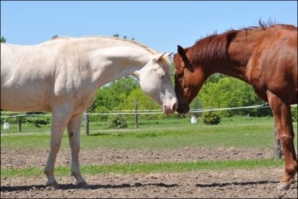 Ma jument et son amie Dolly : adorables ensemble ! - 03 juin 2011