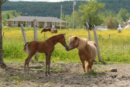 photo par momo2021 Première rencontre avec ma ponette !