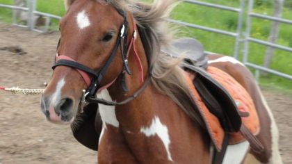 Premier gallop en longe au licou! Je t'aime Coyote!