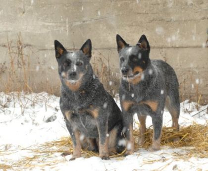 Mes chiens australien de bétail