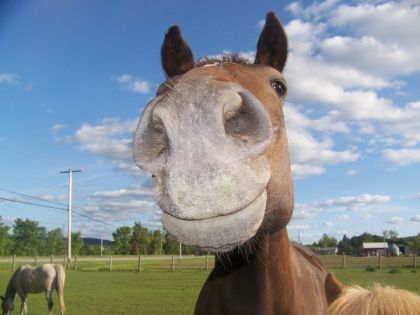 Le nez de ma gross 