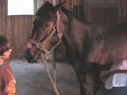 Cheval brun