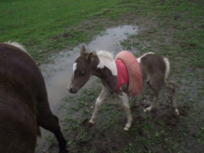 due au pluie abondante, on ne voulait pas prendre de chance pour...