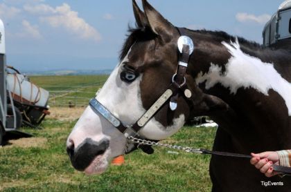 paint horse
