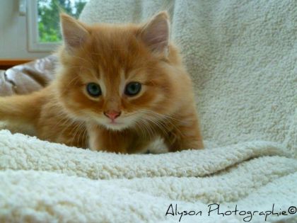 Bébé chat :) 