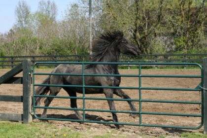 Ma grosse doudoune... Salomée au grand galop! 