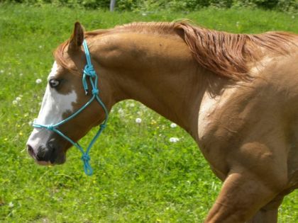 Sir Chiko Blues , étalon Paint Horse (: 